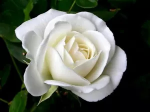 10 piezas semillas de flor de rosa blanca semillas raras increíblemente hermosas - Imagen 1 de 2
