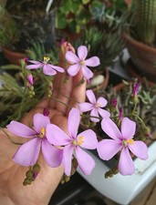 Drosera ramentacea 20 seeds x pckt fresh seeds