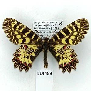 Papilionidae, Zerynthia polyxena polyxena, macho, A1, Ucrania - Imagen 1 de 2
