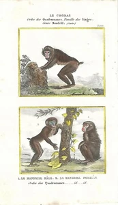Stampa antica SCIMMIE MANDRILLO Buffon 1835 Antique print monkeys - Picture 1 of 1
