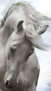 White Horse  High quality Photo print canvas choose your size  - Picture 1 of 1