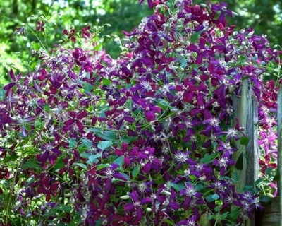 Planta de clemátide Live Sweet Summer Love flor roja púrpura vid de clemátide maceta de 4,5 qt Foto 1 de 4