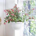 Fuchsia Britney flowers in Hanging 25cm Basket outdoor House Garden Plant