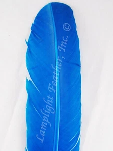 Plumas artesanales de ala de pavo teñidas de turquesa por DOCENA - Imagen 1 de 1