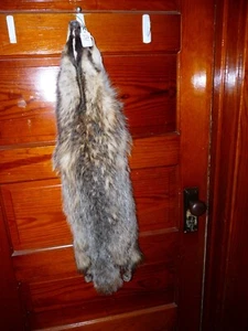 ENORME HERMOSO SOMBRERO DE CABINA TAXIDERMIA PIEL GARRA 4 PIES TEJÓN CURTIDO DECORACIÓN B1 - Imagen 1 de 6