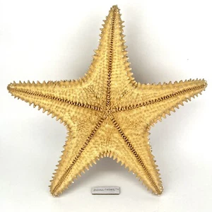 Giant 12” Starfish Real Dried Extra Large Big Ocean Sea Star Decor Specimen - Picture 1 of 19
