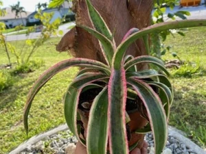 MANGAVE SNOW LEOPARD (MANFEDA X AGAVE HYBRID) MATURE PLANT - Picture 1 of 9