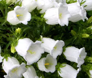 CANTERBURY BELLS WHITE Campanula Medium - 500 Bulk Seeds - Afbeelding 1 van 1