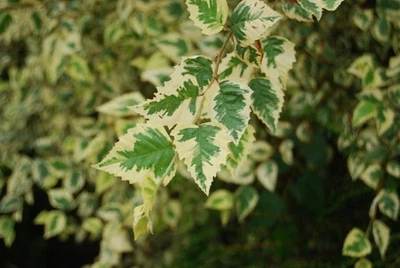 Schwarzbirke SHILOH SPLASH 150 cm im Container - Bild 1 von 4