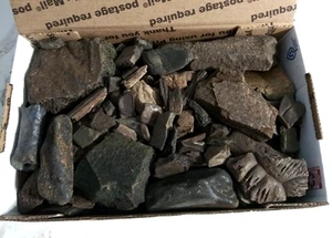 Grande lotto di fossili di Peace River FL mammiferi tartarughe di legno pietrificate - Foto 1 di 2