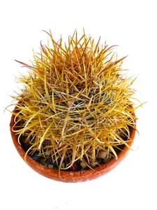 Ferocactus chrysacanthus GOLDEN -  - Cactus barile dorato | Cactus a botte con s - Imagen 1 de 4