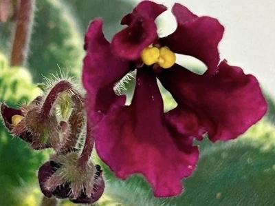 Planta violeta africana. TSER- Sergei. Gran planta iniciadora. Variegado. Avispa roja. Foto 1 de 4