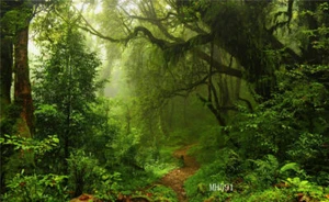 Forest Photography Background Natural Scenery Vinyl Backdrop Photo Studio Props - Picture 1 of 7