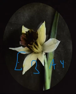 EINE NARZISSE UM 1920 Magisches Laternendia ANTIK BLUME / BLUMEN STUDIENFOTOGRAFIE - Bild 1 von 5