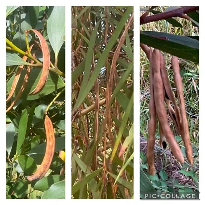 Acacia Seed Pack  - 60+ Seeds.   Phleb-Court-Obtus.    2025.     Fresh Seeds. - Image 1 of 4