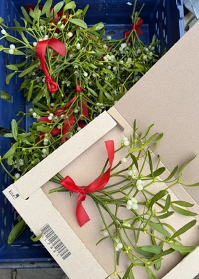 Fresh Real Mistletoe Bunches With Berries, Stems Tied With Ribbon