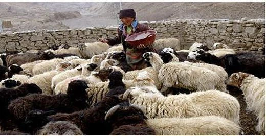 Animal Husbandry Livestock Rearing CD 30 Books Homesteading Meat Farm Animals