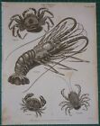 1817 Datierter Aufdruck Crustacea Crabs Personatus Perlatus Variegatus Depressus