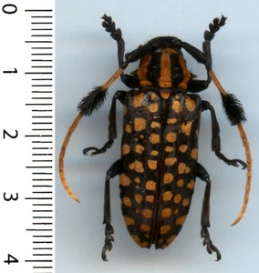 Cerambycidae - ARISTOBIA APPROXIMATOR - Entomologie . insecte 1643T - Imagen 1 de 1
