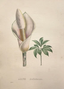 ARUM Bulbiferum. Original lithograph c.1828. Pierre Van Geel. Sertum Botanicum - Picture 1 of 2