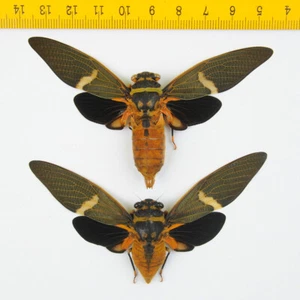Cicada - Tosena melanoptera (Pair) - Tapah Hills - MALAYSIA - 4926 - Picture 1 of 1