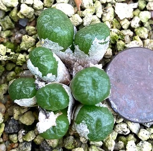 Mesembs Plant - Conophytum ectypum brownii PV1036 Ratelpoort - Striking! - Picture 1 of 1