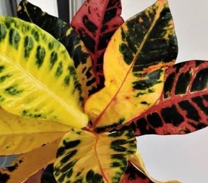 Croton Plant In 40mm Pots : $45 Per Plant Free Postage - Picture 1 of 2