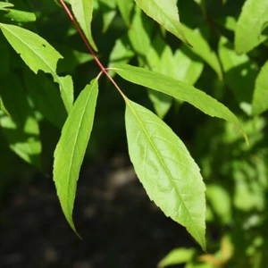 5 Samen Acer Mandshuricum, Ahorn Von Mandschurei - Bild 1 von 1