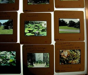 1986 35mm Kodak Slides Fairchild Tropical Botanic Garden Coral Gables Florida - Picture 1 of 8