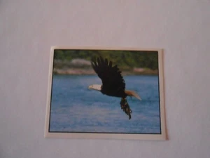 FIGURINA WWF ANIMALI DA SALVARE - N. 2 - ED. PANINI 1986 - CS.32 - Foto 1 di 1