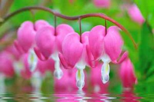 amore pink bleeding heart seeds 10 per pack USA grown and shipped