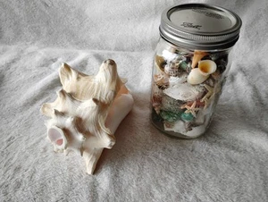 Sea Shell Lot, Jar Full Of Small Shells And A Queen Shell - Picture 1 of 11