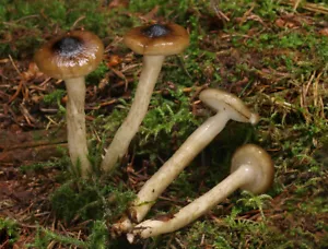 Hygrophorus Olivaceoalbus Dry Mycelium Spawn 30g Eburneus Mushroom 40 - Picture 1 of 6