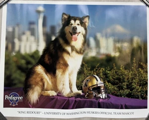 Vintage Washington Huskies Football Poster Pedigree Team Mascot "KING REDOUBT" - Picture 1 of 7