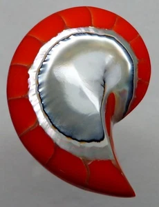 Orange Tiger Nautilus Shell half 30mm x 23mm x 7mm - Picture 1 of 2