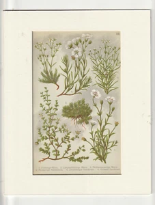 FLOWER LITHOGRAPH PRINT: 1914- Alpenflora fur Alpenwanderer und Pflanzenfreunde - Picture 1 of 1