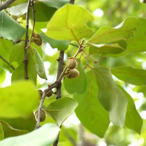 Diospyros Melanoxylon - 10 Seeds - Black Ebony Wood Tree - Picture 1 of 1