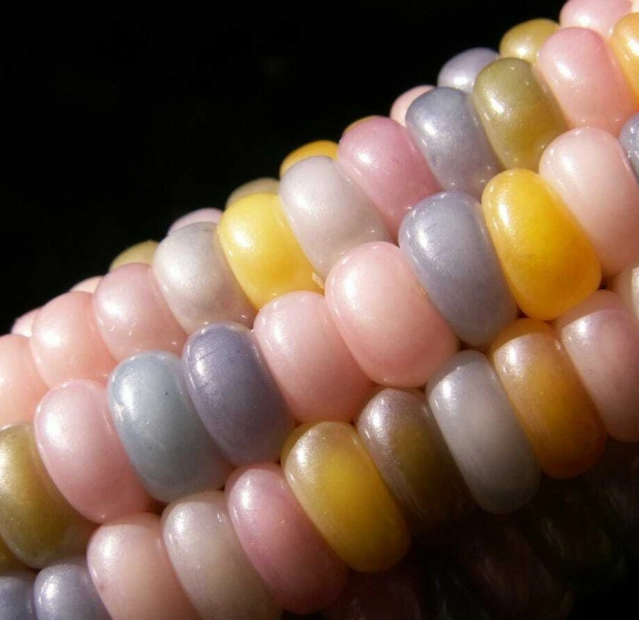 ORGANIC BIO PINK CANDY Sweetcorn Heirloom Rainbow Maize Corn 20 seeds Mais Maiz - Image 1 of 1