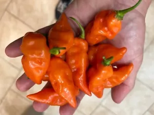 Habanada Heatless Habanero Sweet Pepper Premium Seed Packet - Picture 1 of 1