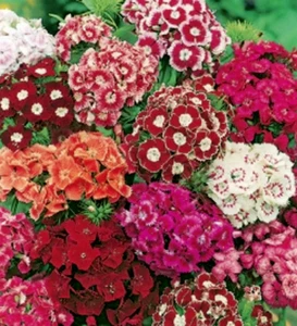 70 SEMILLAS DE CLAVEL DE LOS POETAS DOBLE ALTO - Imagen 1 de 1