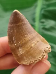 Diente de Mosasaurus 4,1 cm - Diente fósil de dinosaurio - Imagen 1 de 6