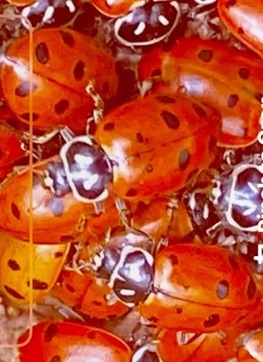 600 Live Ladybugs  Guaranteed Live Delivery - Image 1 of 4