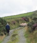 Photo 6x4 Farmer and dog returning sheep to pastures on Slieve Roe after  c2011