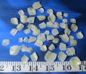 ~ Bilancia da pesce ~ 50+ ~ SMERLATA ~ crema/avorio ~ Shellcraft ~ San Valentino del marinaio ~ - Foto 1 di 2