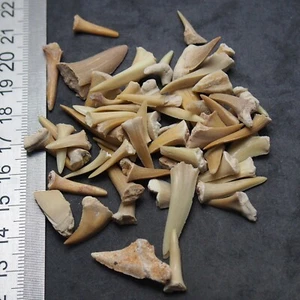 25 Gramm Hai Sand Tiger Zahn Zähne Fossil Marokko Fossilien Megalodon - Bild 1 von 3