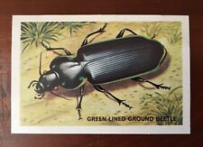 Shell Picture Cards 1960s Beetle series No. 314 Green Lined Ground Beetle swap