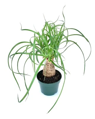 Ponytail Palm Beaucarnea Recurvata Live Potted Plant, 4” Pot - Image 1 of 2