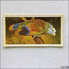Brooke Bond Tea Card Wildlife In Danger 1963 #38 St Vincent Parrot (CC49)