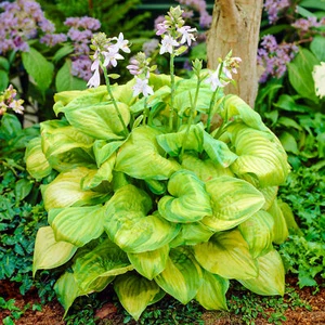 Hosta Guacamole Plantain Lily Garden Ready Plants Evergreen Outdoor Plant in Pot - Picture 1 of 21