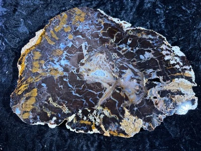 Polished Petrified Wood Shrinkwood Parker, CO 9.5”x6.5” Fossil Geology - Image 1 of 4